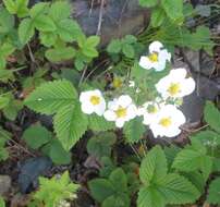 Image of Hautbois Strawberry