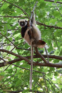 Image of Coquerel's Sifaka