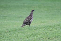 Image of Erckel's Francolin