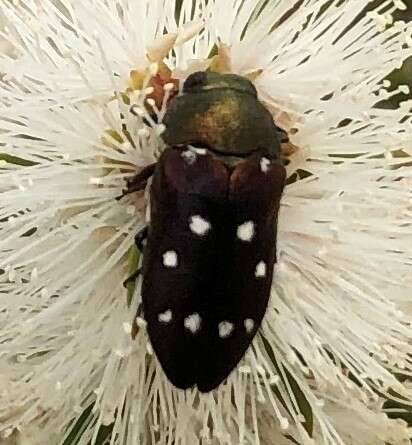 Sivun Pachycisseis bicolor (Gory & Laporte 1839) kuva