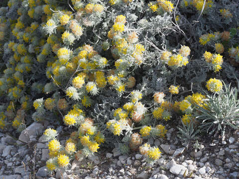 Image of Anthyllis tejedensis Boiss.