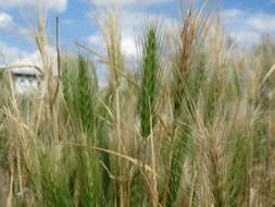 Image of mouse barley