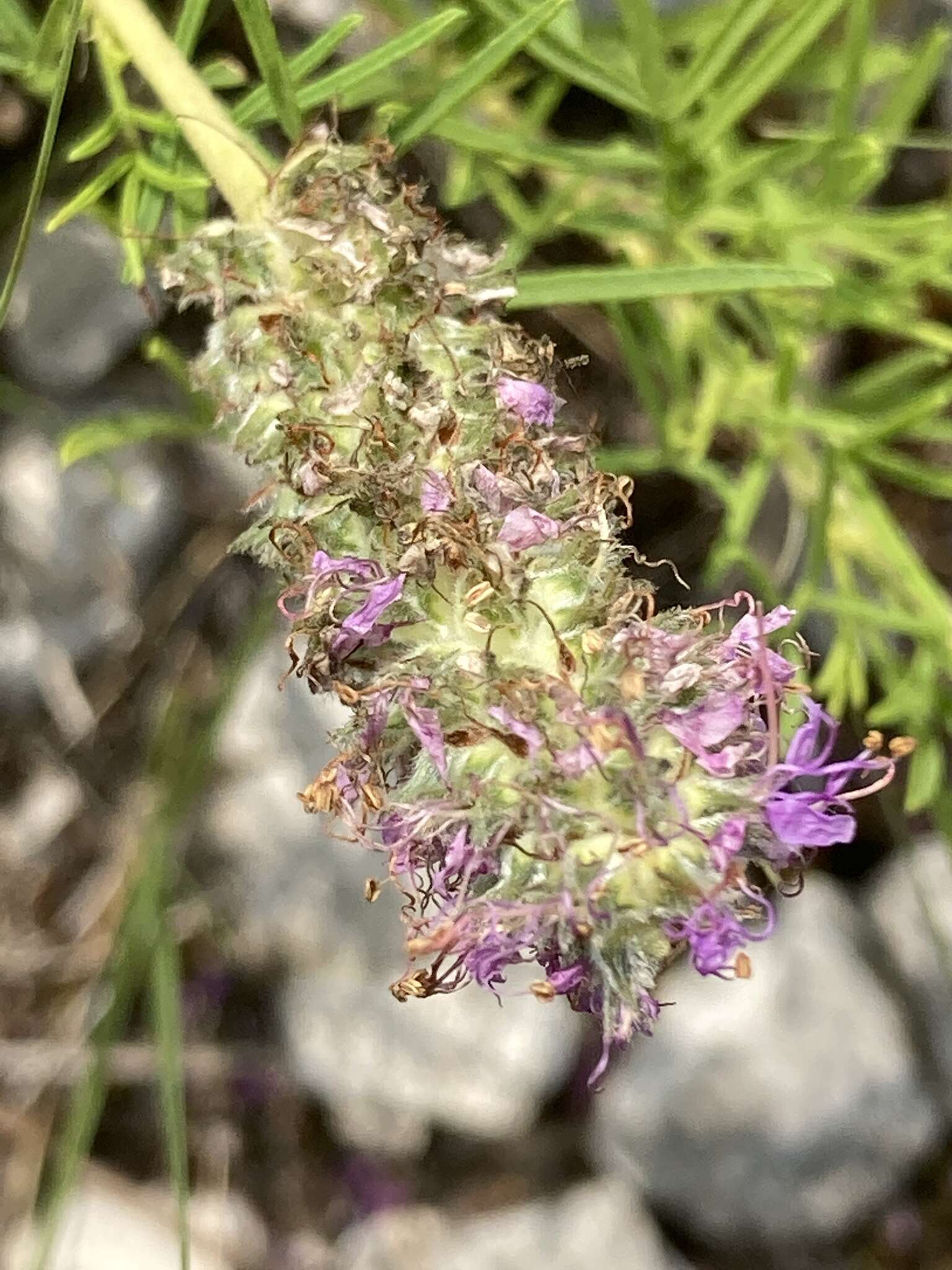 Plancia ëd Dalea gattingeri (A. Heller) Barneby