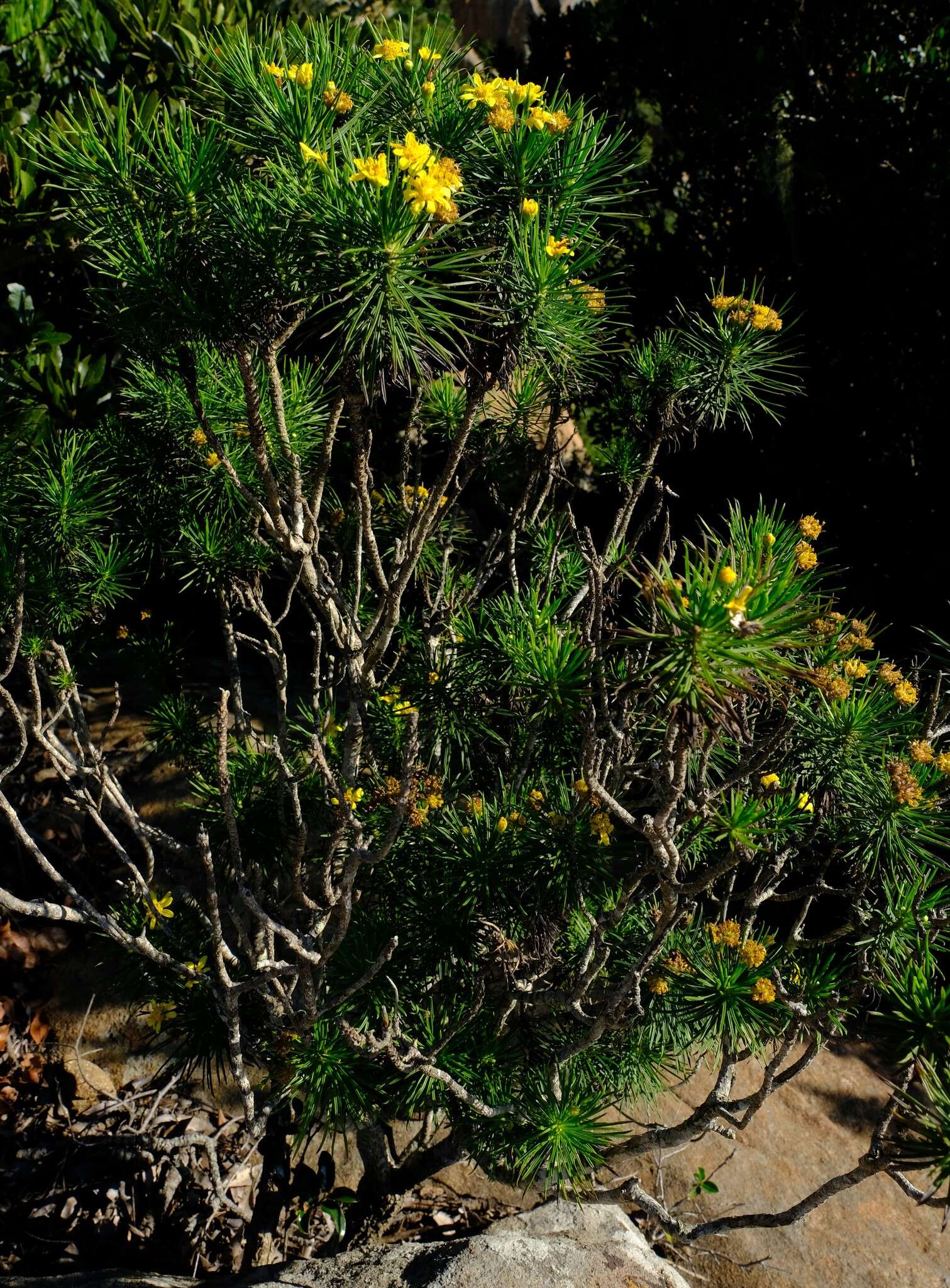 Image of Euryops brevipapposus M. D. Henderson