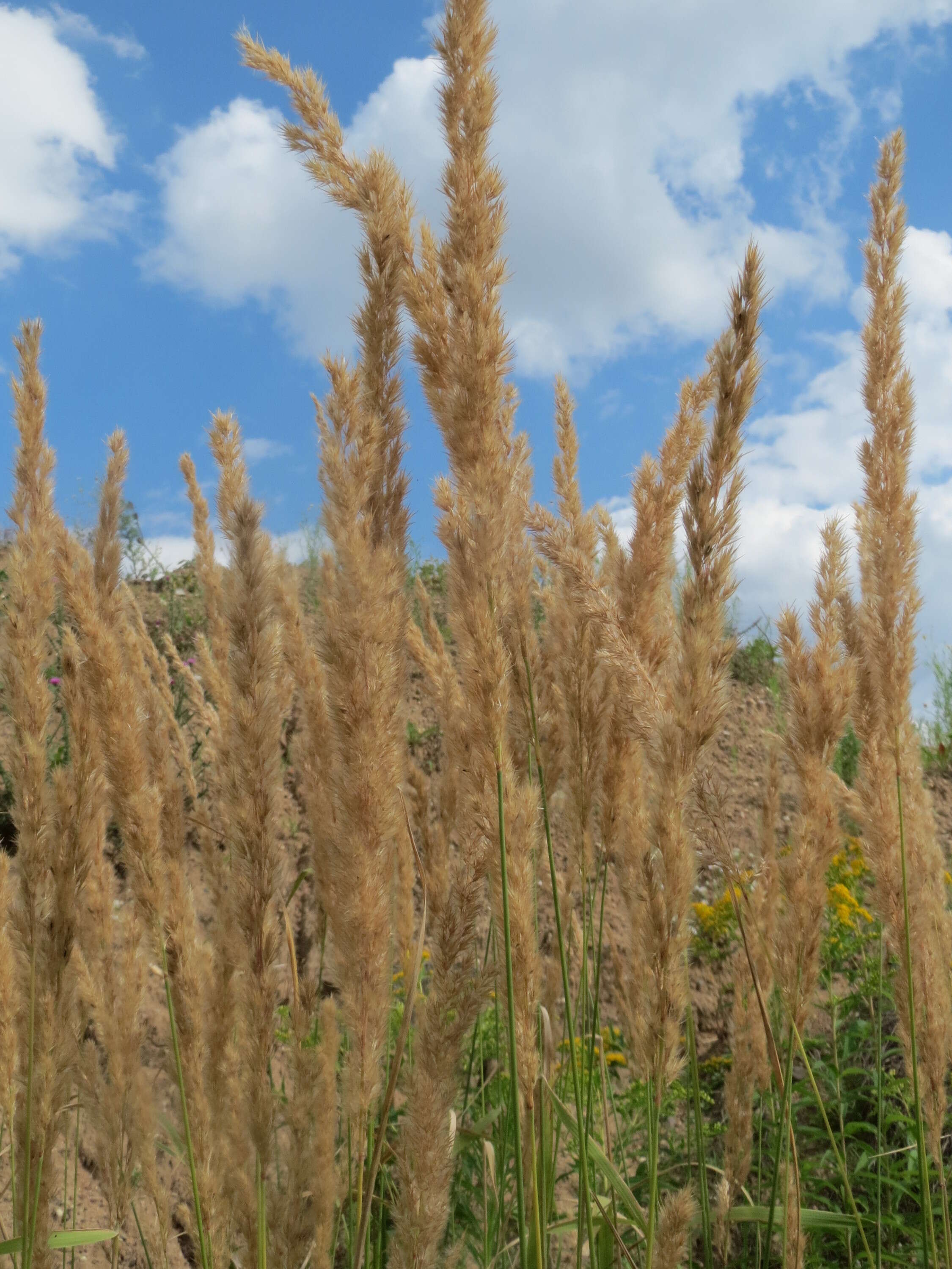 Imagem de Calamagrostis epigejos (L.) Roth