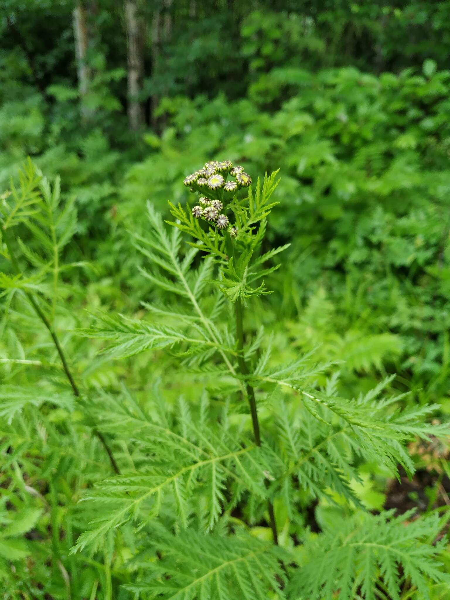 Image of Tanacetum vulgare subsp. boreale (Fisch. ex DC.) A 1975