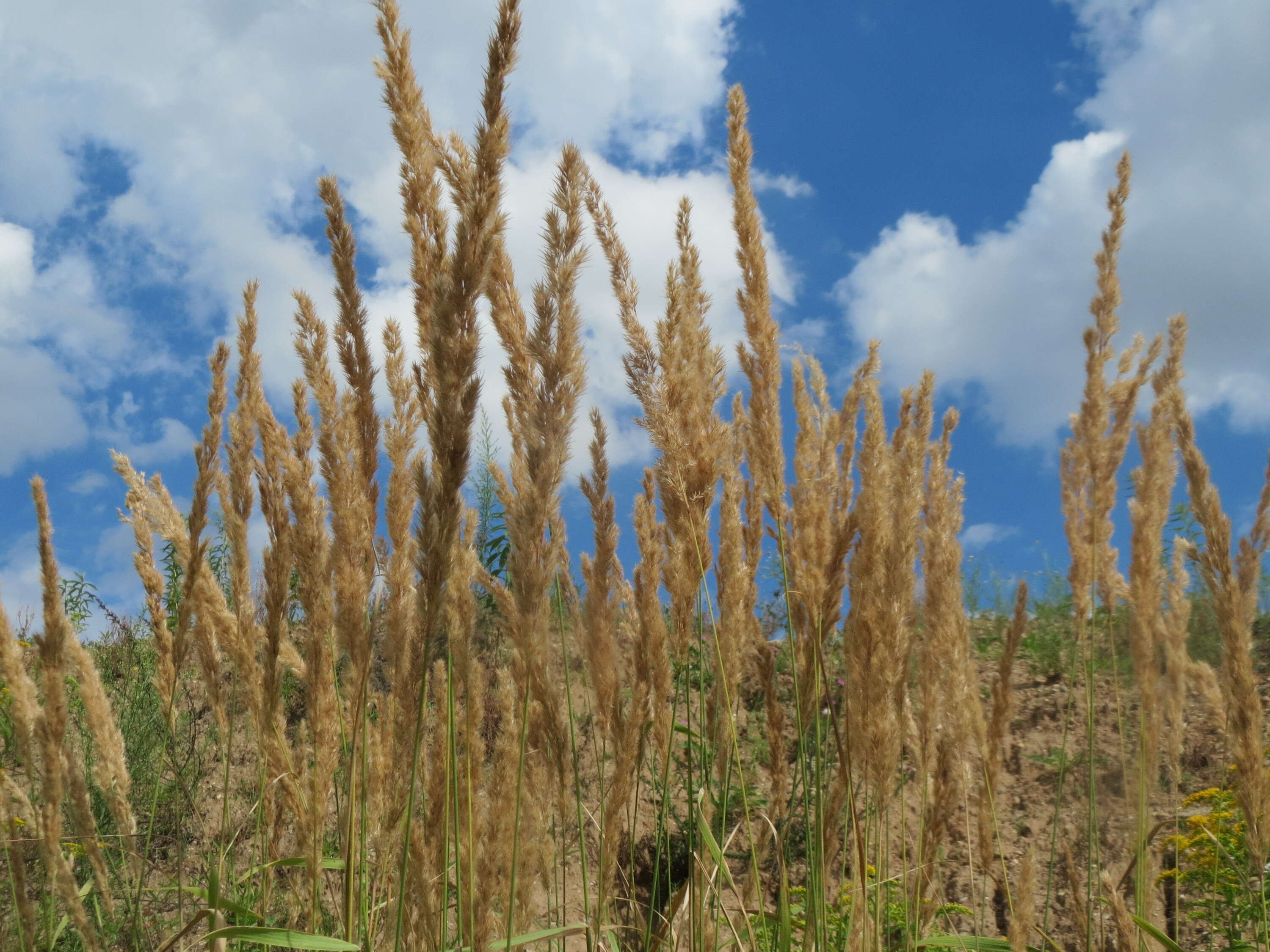 Imagem de Calamagrostis epigejos (L.) Roth