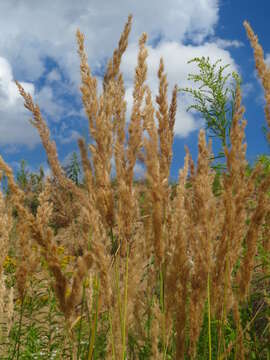 Imagem de Calamagrostis epigejos (L.) Roth