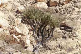 Image of Dracaena serrulata Baker