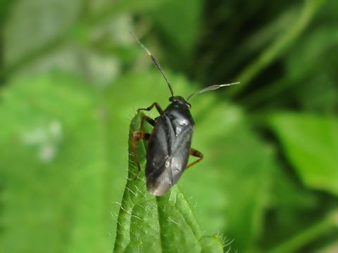 Image of <i>Capsus ater</i> (Linnaeus 1758)