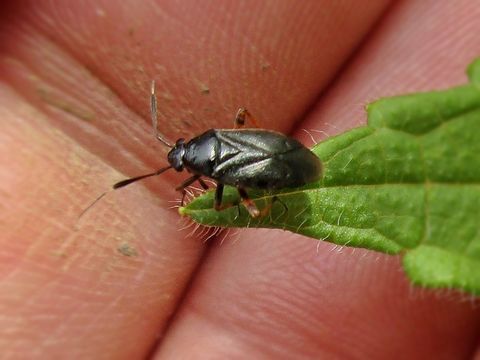 Image of <i>Capsus ater</i> (Linnaeus 1758)