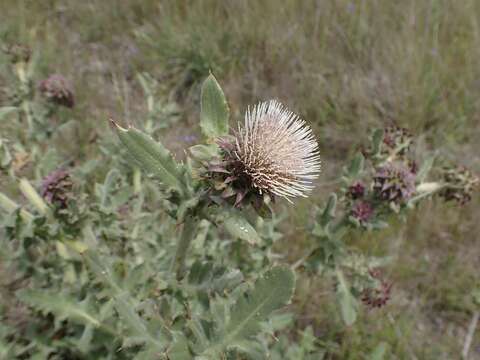 Image of <i>Cirsium <i>fontinale</i></i> var. fontinale