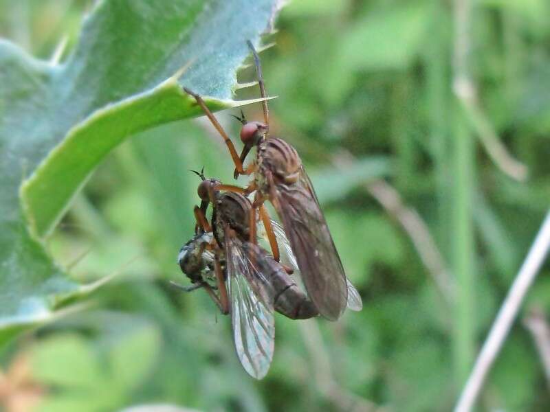 Image of Empis livida Linnaeus 1758