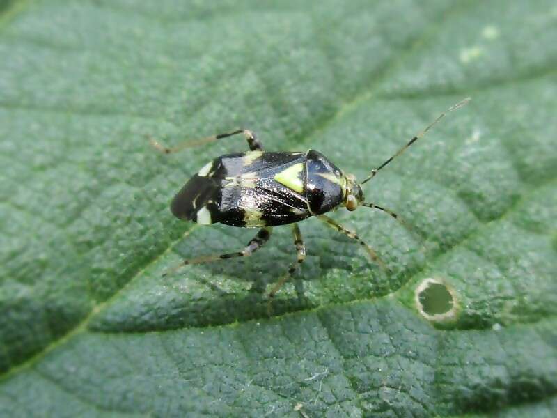 Image of Liocoris