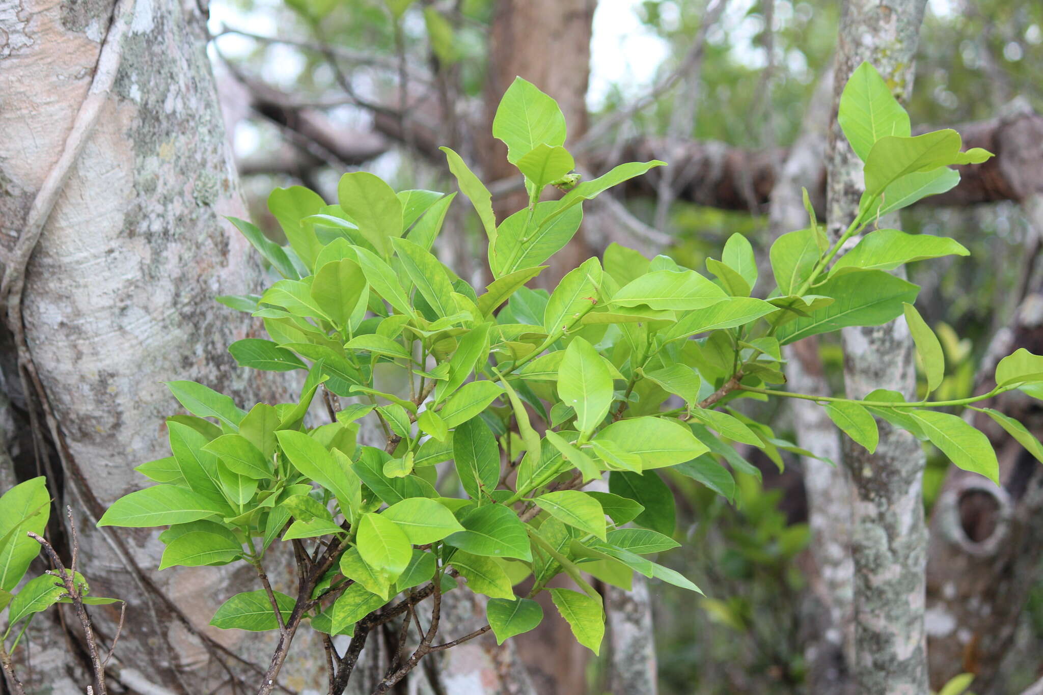 Imagem de Ficus aurea Nutt.