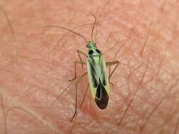 Image of Two-spotted Grass Bug