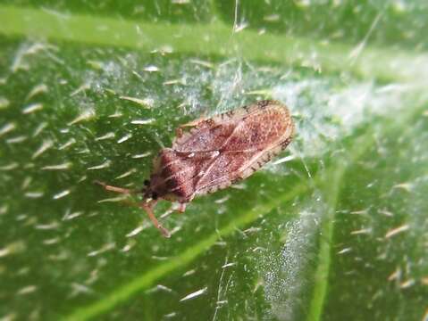 Image of spear thistle lacebug