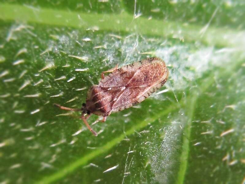 Image of spear thistle lacebug