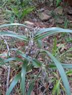 Image of hairystem spiderwort