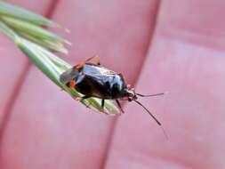 Image of red capsid bug