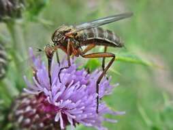 Image of Empis livida Linnaeus 1758