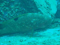 Epinephelus akaara (Temminck & Schlegel 1842) resmi