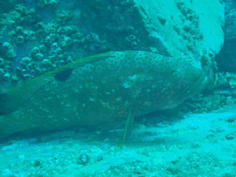 Epinephelus akaara (Temminck & Schlegel 1842) resmi