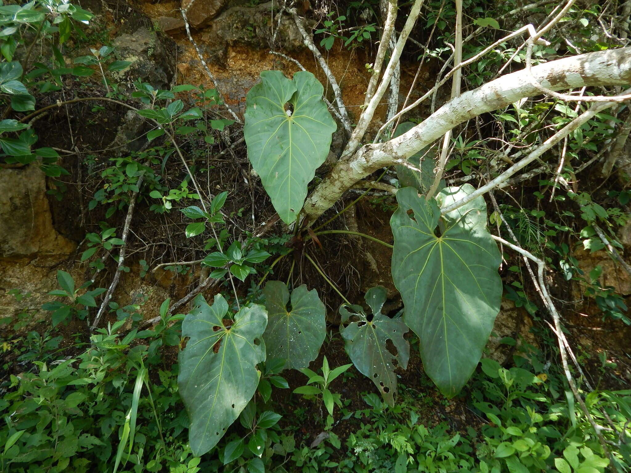 Image of Anthurium faustomirandae Pérez-Farr. & Croat