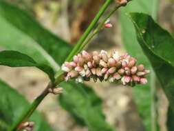 Image of Dock-Leaf Smartweed