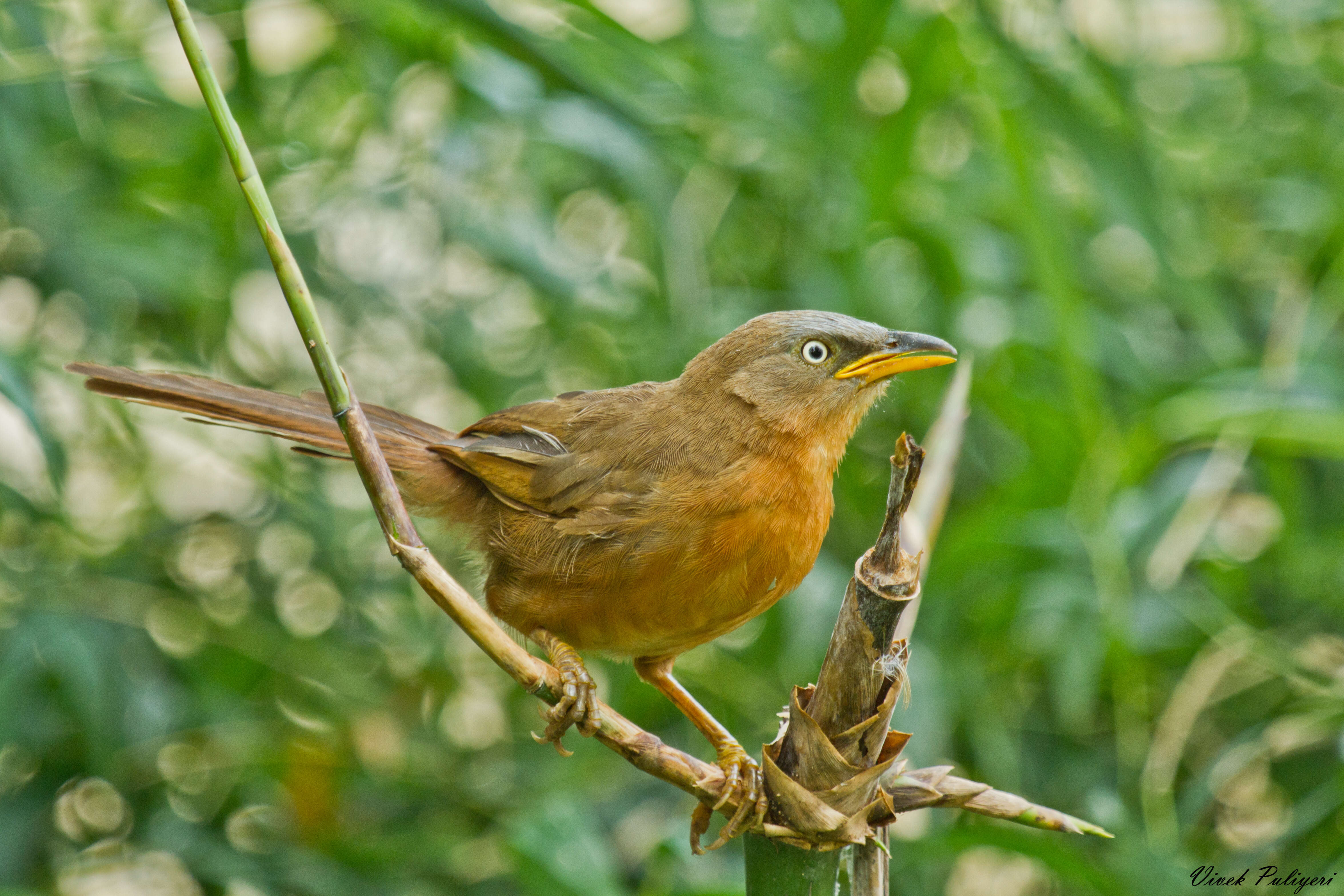 Image of Rufous Babbler