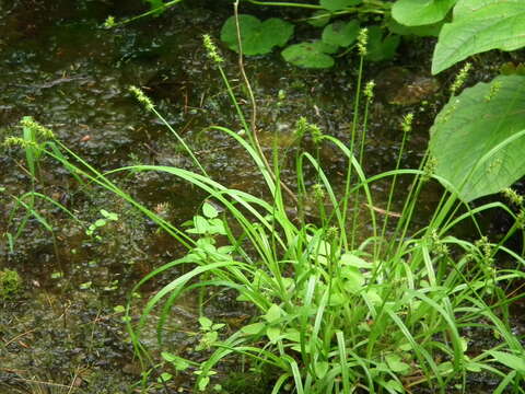 Image of Smooth-Sheath Sedge