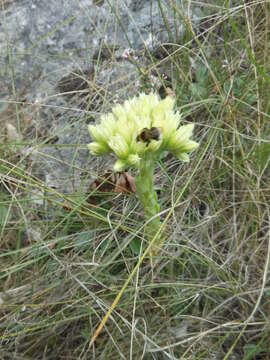 Image of Sempervivum globiferum subsp. hirtum (L.) H.