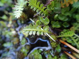 صورة Leptinella squalida subsp. mediana (D. Lloyd) D. G. Lloyd & C. J. Webb