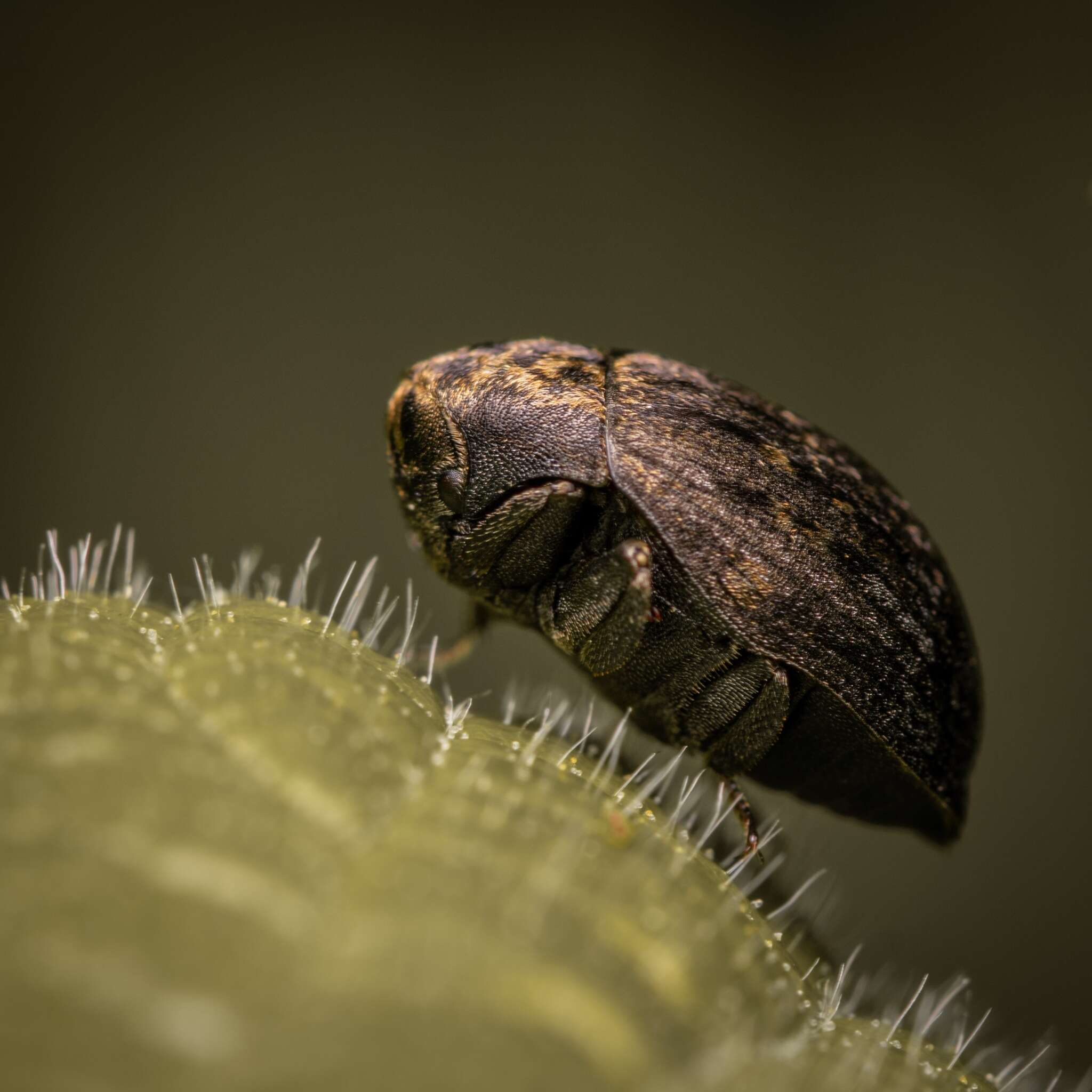 Image of Byrrhus fasciatus Forster 1771