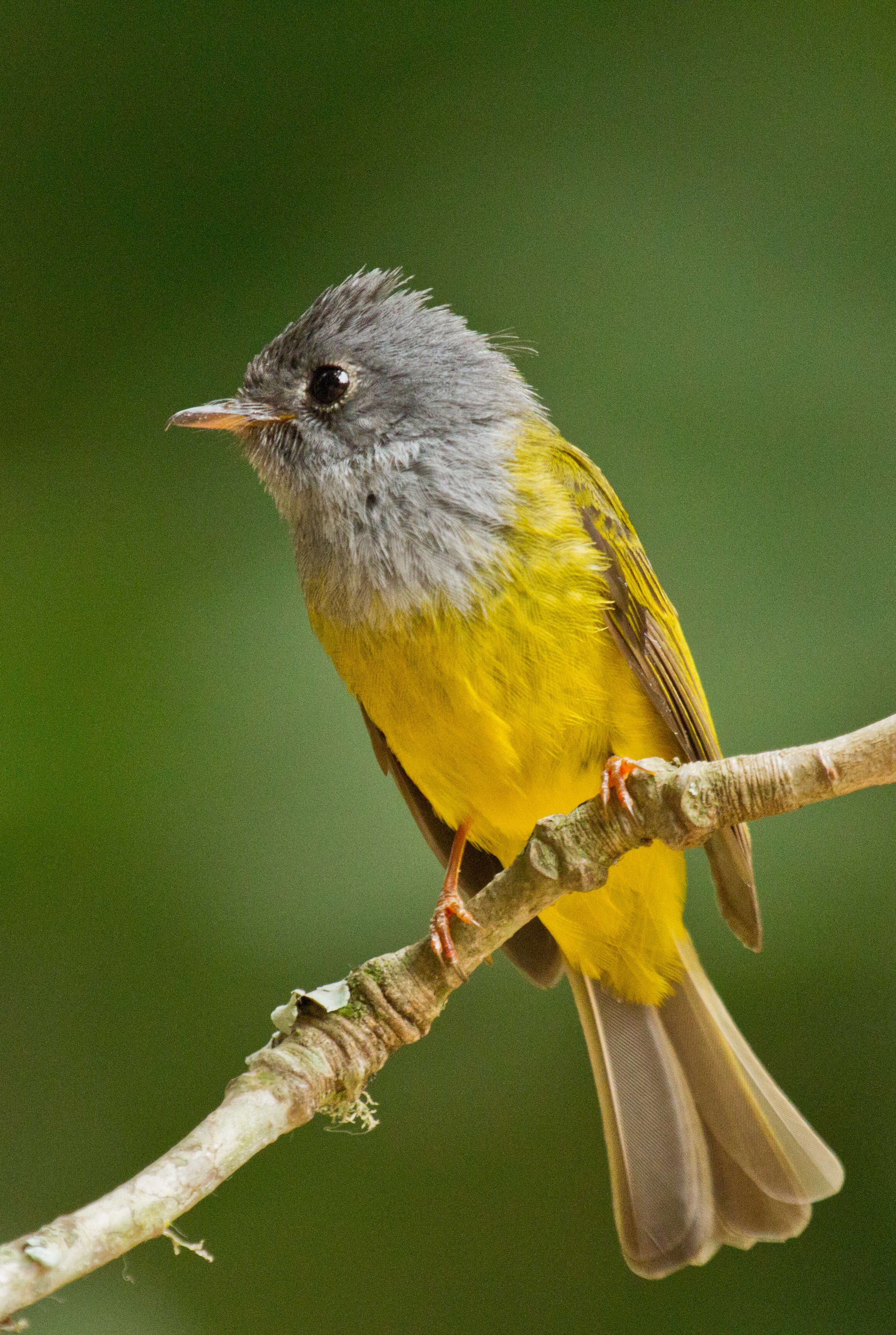 Image of Canary-flycatcher