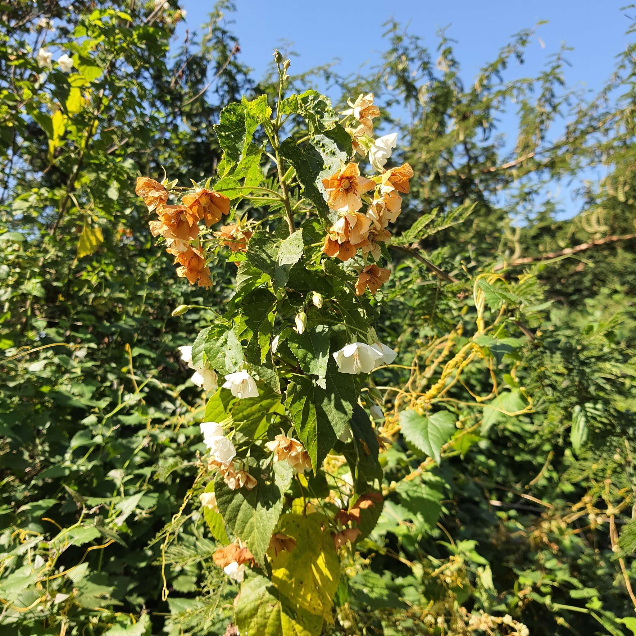 Sivun Dombeya tiliacea (Endl.) Planch. kuva