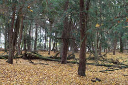 Image of English yew