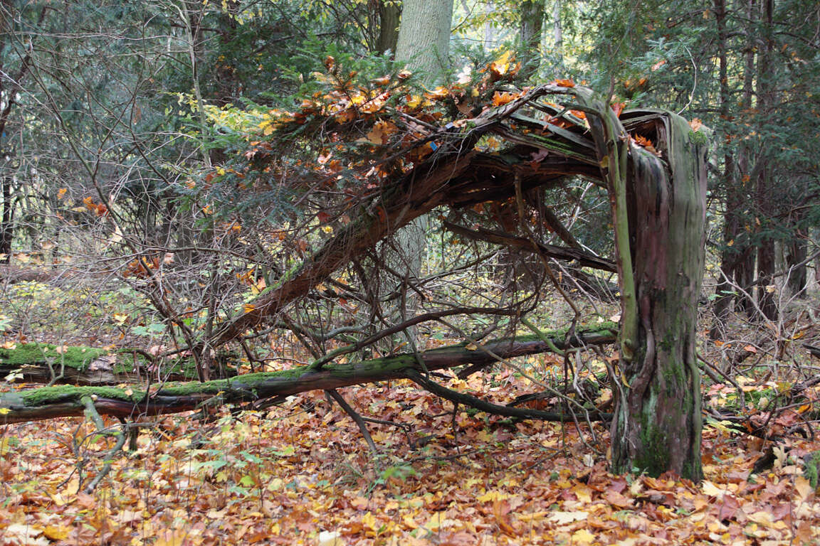 Image of English yew