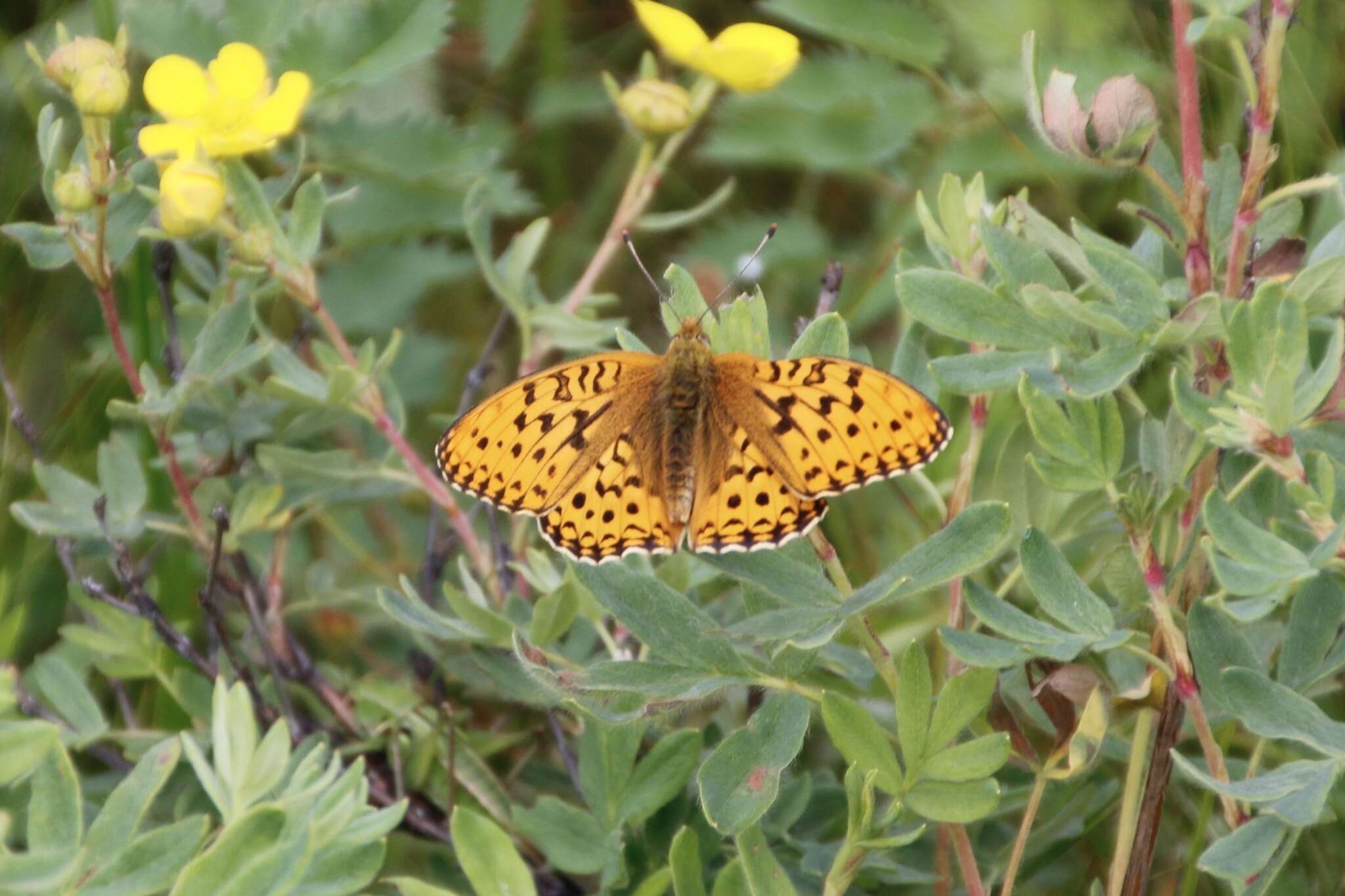 Image of Argynnis xipe