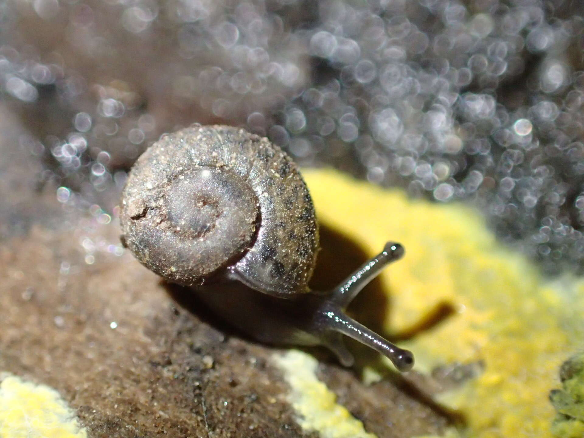 Image of Helminthoglypta petricola (S. S. Berry 1916)