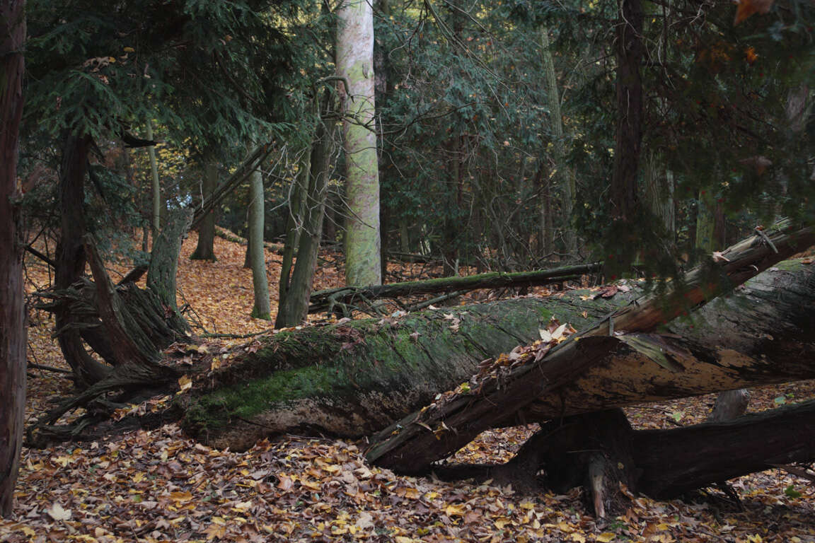 Image of English yew