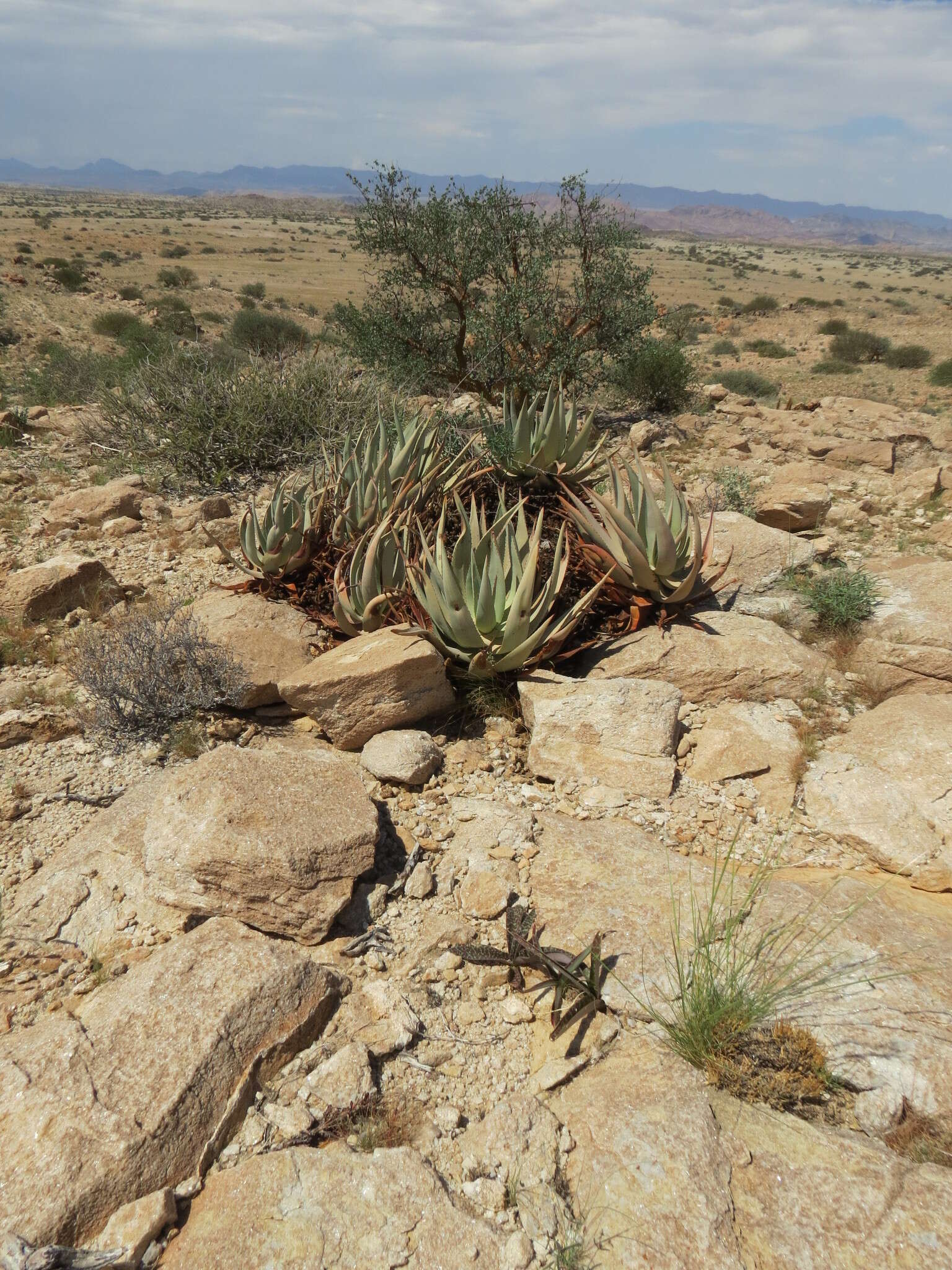 Image of Aloe namibensis Giess