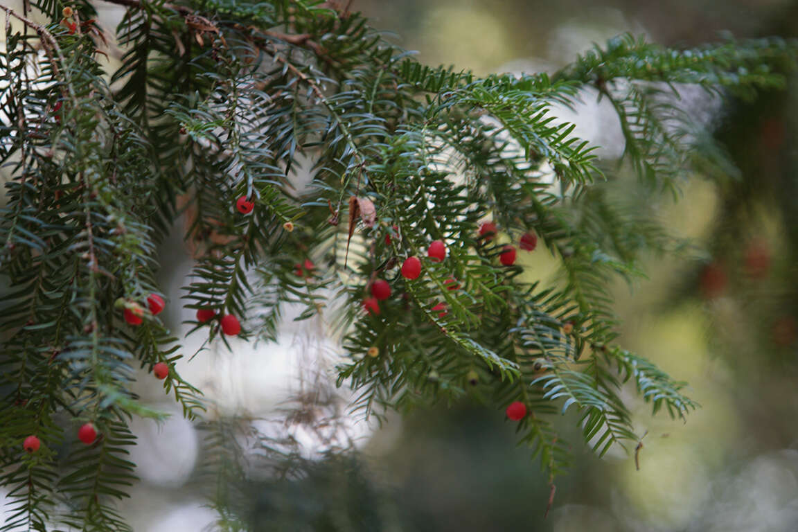 Image of English yew