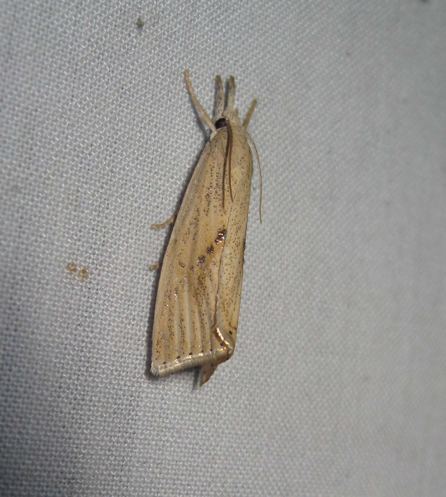 Image of Rice Stalk Borer Moth