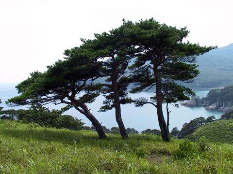 Pinus densiflora Siebold & Zucc. resmi