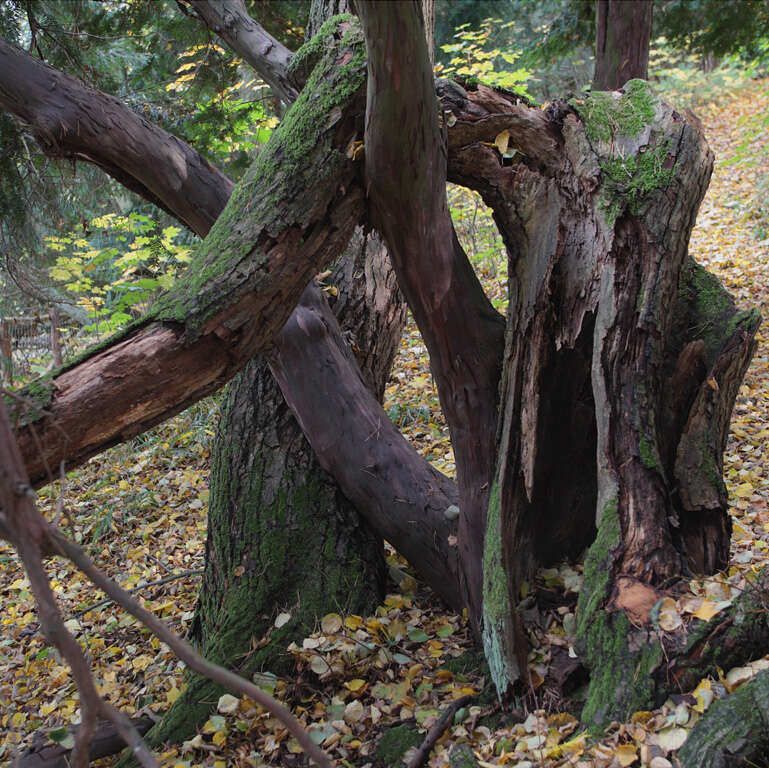 Image of English yew