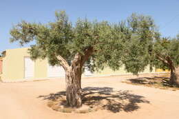 Plancia ëd Olea europaea L.