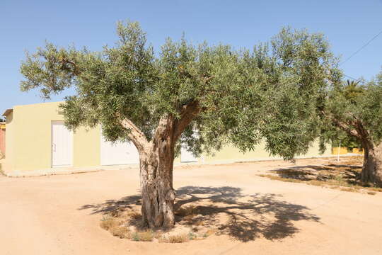 Plancia ëd Olea europaea L.