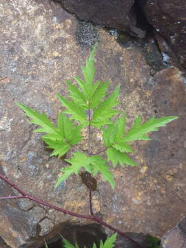 Image of cut-leaved bramble