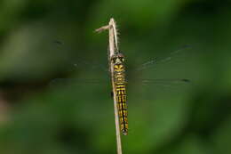 Image of little bloodtail